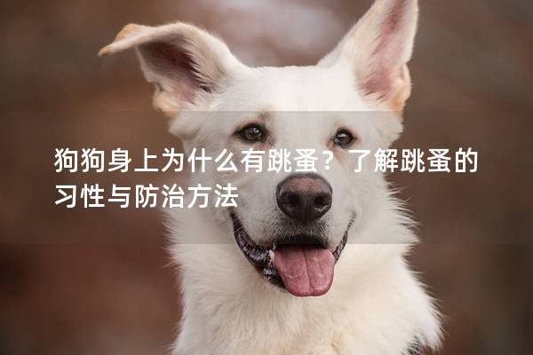 狗狗身上為什么有跳蚤？了解跳蚤的習性與防治方法