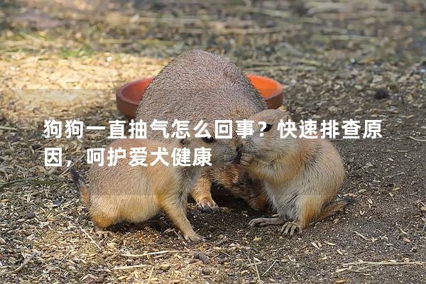 狗狗一直抽氣怎么回事?快速排查原因,呵護愛犬健康