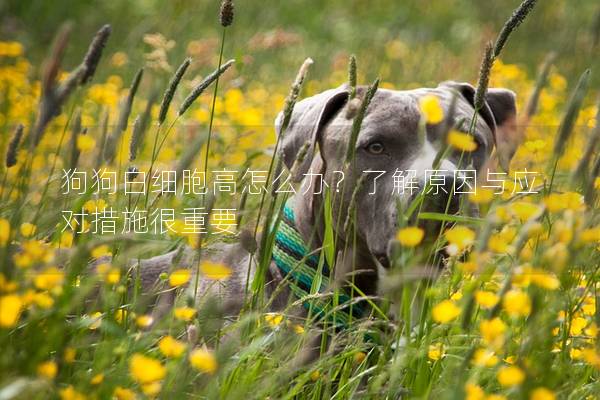 狗狗白細胞高怎么辦？了解原因與應對措施很重要