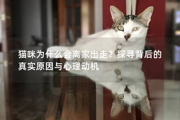 貓咪為什么會離家出走？探尋背后的真實原因與心理動機