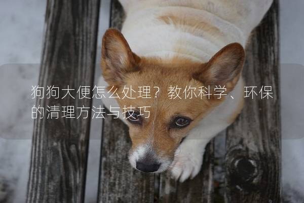 狗狗大便怎么處理？教你科學(xué)、環(huán)保的清理方法與技巧