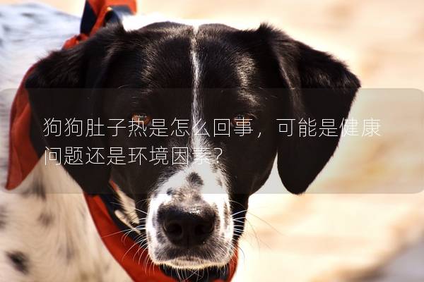 狗狗肚子熱是怎么回事，可能是健康問題還是環境因素？