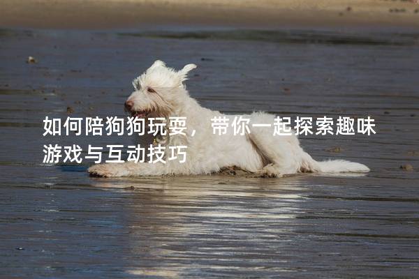 如何陪狗狗玩耍，帶你一起探索趣味游戲與互動(dòng)技巧