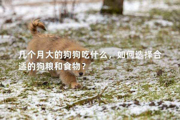 幾個月大的狗狗吃什么，如何選擇合適的狗糧和食物？