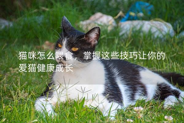 貓咪怎么喂食，掌握這些技巧讓你的愛貓健康成長