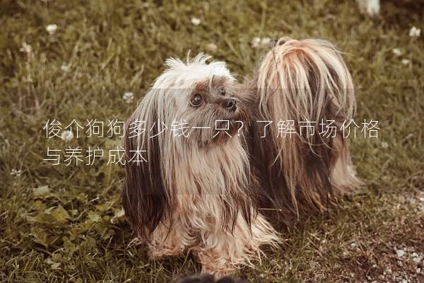 俊介狗狗多少錢一只？了解市場價格與養護成本