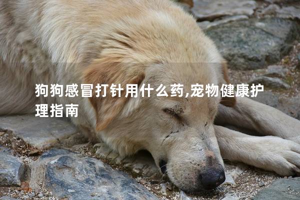狗狗感冒打針用什么藥,寵物健康護(hù)理指南