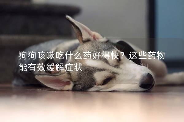 狗狗咳嗽吃什么藥好得快?這些藥物能有效緩解癥狀