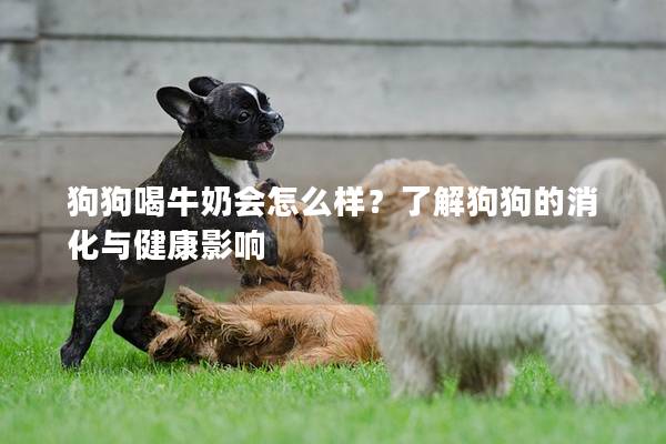 狗狗喝牛奶會怎么樣？了解狗狗的消化與健康影響