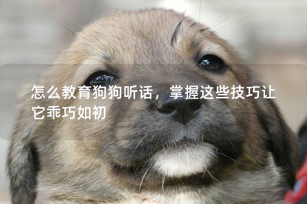 怎么教育狗狗聽話，掌握這些技巧讓它乖巧如初