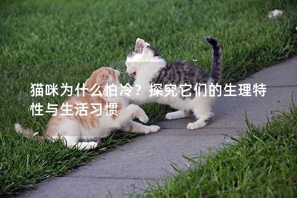 貓咪為什么怕冷？探究它們的生理特性與生活習慣