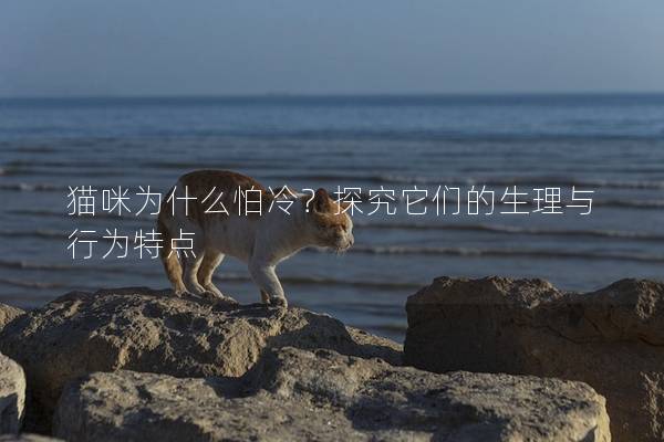 貓咪為什么怕冷？探究它們的生理與行為特點