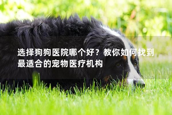 選擇狗狗醫院哪個好？教你如何找到最適合的寵物醫療機構