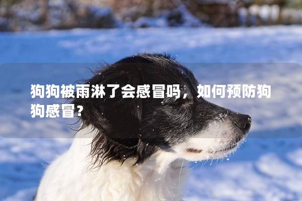 狗狗被雨淋了會感冒嗎,如何預防狗狗感冒? 狗狗被雨淋了會感冒嗎,如何預防狗狗感冒?