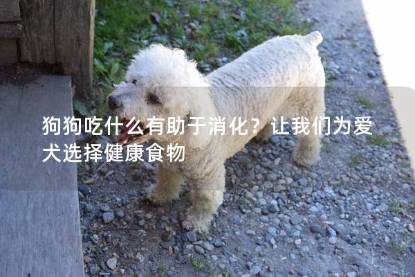 狗狗吃什么有助于消化？讓我們為愛犬選擇健康食物