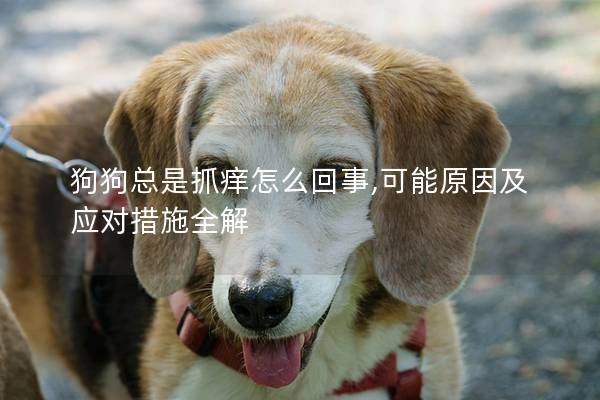 狗狗總是抓癢怎么回事,可能原因及應對措施全解