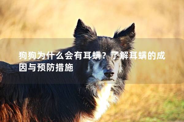 狗狗為什么會有耳螨？了解耳螨的成因與預防措施
