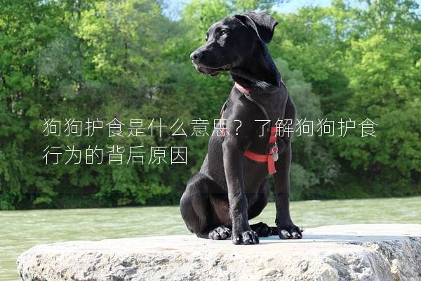狗狗護食是什么意思？了解狗狗護食行為的背后原因