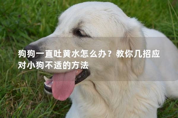 狗狗一直吐黃水怎么辦？教你幾招應(yīng)對(duì)小狗不適的方法