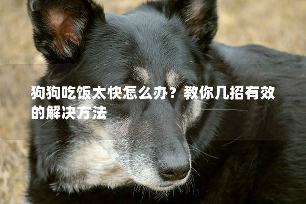狗狗吃飯?zhí)煸趺崔k？教你幾招有效的解決方法