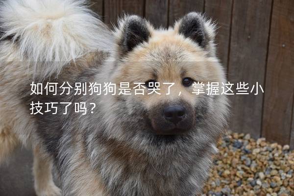 如何分別狗狗是否哭了，掌握這些小技巧了嗎？