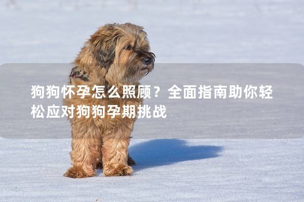 狗狗懷孕怎么照顧？全面指南助你輕松應對狗狗孕期挑戰