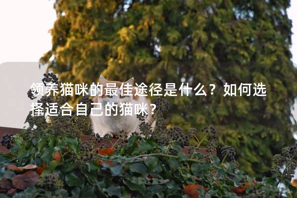 領養貓咪的最佳途徑是什么？如何選擇適合自己的貓咪？