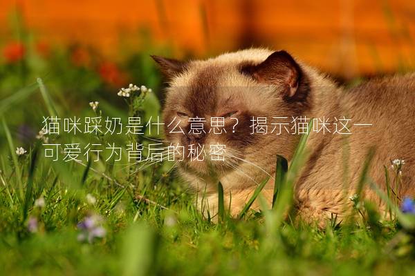 貓咪踩奶是什么意思？揭示貓咪這一可愛行為背后的秘密