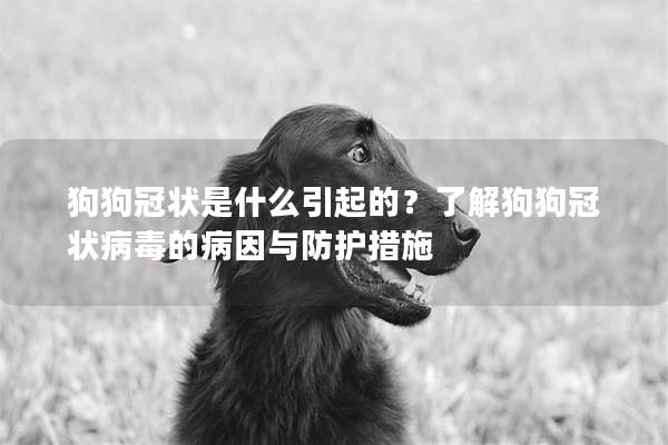 狗狗冠狀是什么引起的？了解狗狗冠狀病毒的病因與防護措施