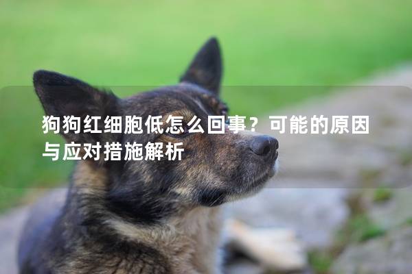 狗狗紅細胞低怎么回事？可能的原因與應對措施解析