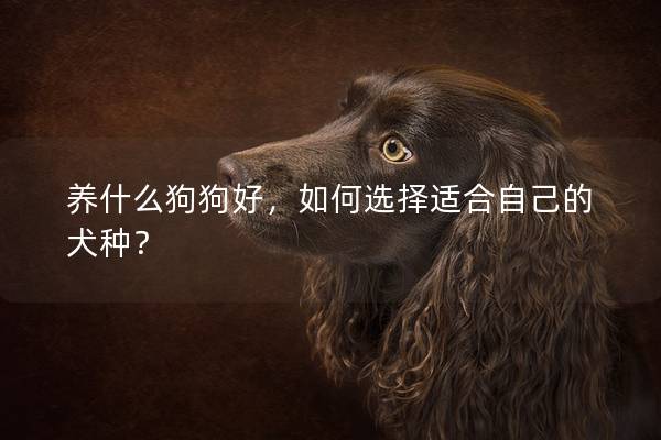 養什么狗狗好，如何選擇適合自己的犬種？