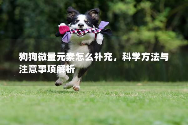 狗狗微量元素怎么補充，科學方法與注意事項解析