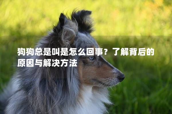 狗狗總是叫是怎么回事？了解背后的原因與解決方法