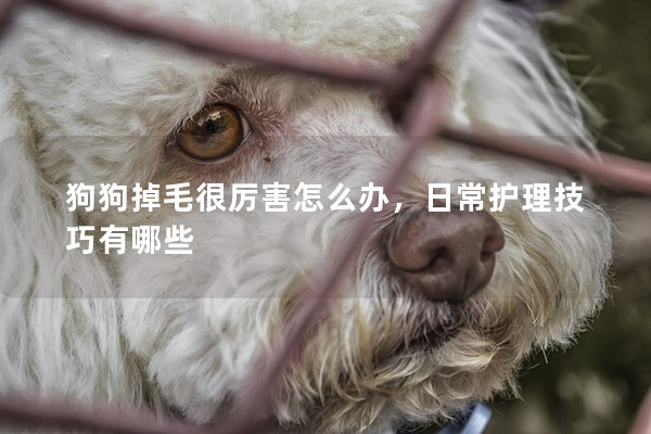 狗狗掉毛很厲害怎么辦，日常護理技巧有哪些