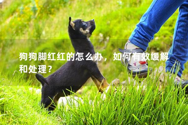 狗狗腳紅紅的怎么辦，如何有效緩解和處理？