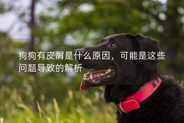 狗狗有皮屑是什么原因，可能是這些問題導致的解析