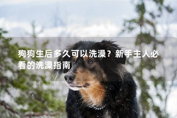 狗狗生后多久可以洗澡?新手主人必看的洗澡指南 狗狗生后多久可以洗澡?新手主人必看的洗澡指南