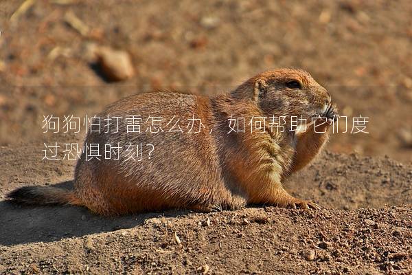 狗狗怕打雷怎么辦，如何幫助它們度過恐懼時刻？