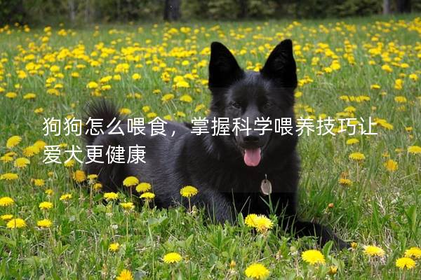 狗狗怎么喂食，掌握科學喂養技巧讓愛犬更健康