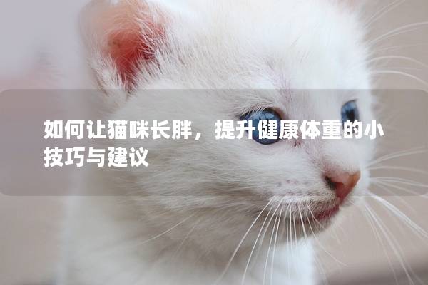 如何讓貓咪長(zhǎng)胖，提升健康體重的小技巧與建議