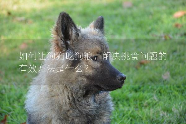 如何讓狗狗吃狗糧，解決挑食問題的有效方法是什么？