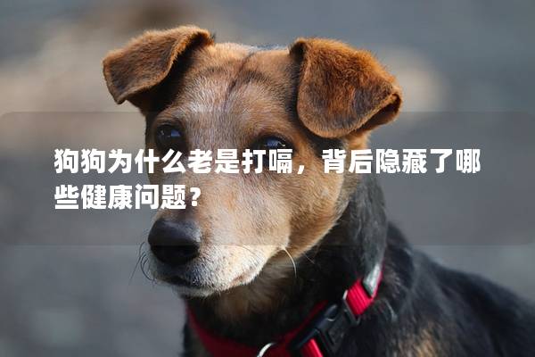 狗狗為什么老是打嗝，背后隱藏了哪些健康問題？