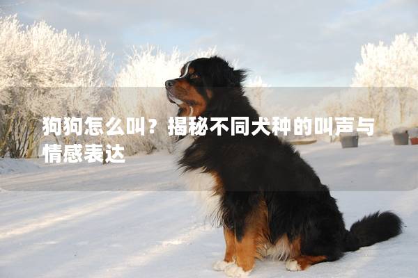 狗狗怎么叫？揭秘不同犬種的叫聲與情感表達