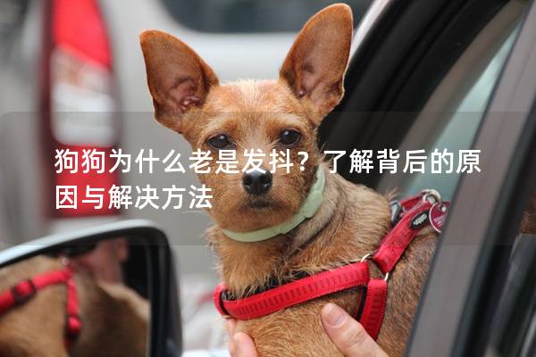 狗狗為什么老是發(fā)抖？了解背后的原因與解決方法