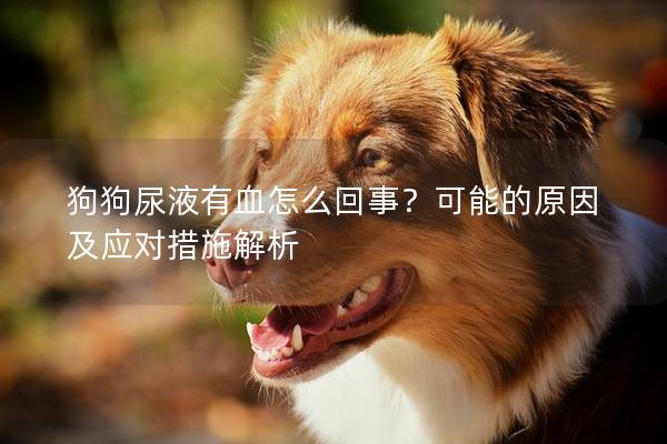 狗狗尿液有血怎么回事？可能的原因及應(yīng)對(duì)措施解析