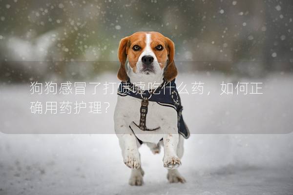 狗狗感冒了打噴嚏吃什么藥，如何正確用藥護(hù)理？