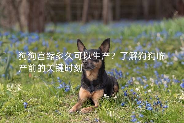 狗狗宮縮多久可以生產(chǎn)？了解狗狗臨產(chǎn)前的關(guān)鍵時(shí)刻