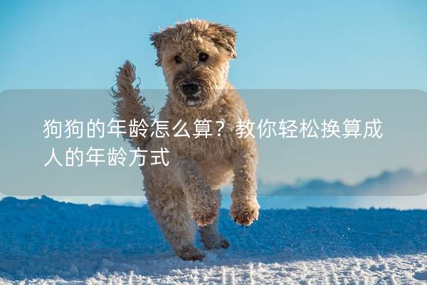 狗狗的年齡怎么算？教你輕松換算成人的年齡方式