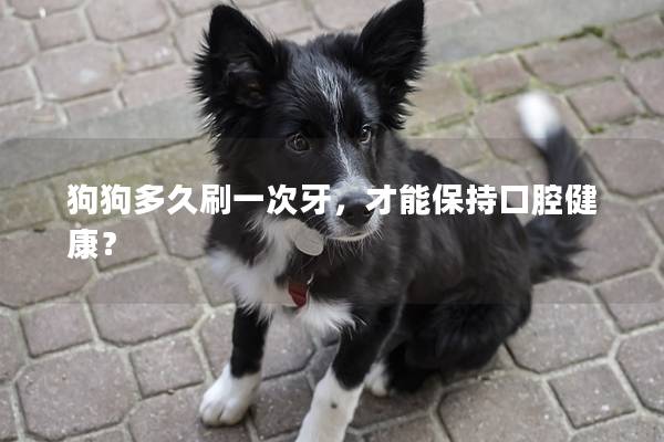 狗狗多久刷一次牙,才能保持口腔健康? 狗狗多久刷一次牙,才能保持口腔健康?