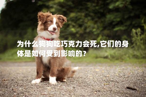 為什么狗狗吃巧克力會死,它們的身體是如何受到影響的？